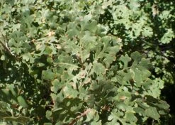 Valley Oak | Medium Tree Seedling -Evergreen Plants Shop valley oak foliage