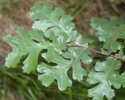Valley Oak | Medium Tree Seedling -Evergreen Plants Shop valley oak leaf
