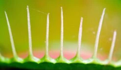 Venus Flytrap | Carnivorous Plant Grow Kit -Evergreen Plants Shop venus flytrap fence