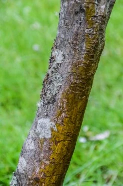 Vine Maple | Mini-Grow Kit -Evergreen Plants Shop vine maple bark