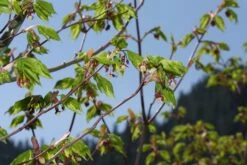 Vine Maple | Mini-Grow Kit -Evergreen Plants Shop vine maple branching