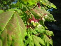 Vine Maple | Mini-Grow Kit -Evergreen Plants Shop vine maple flower II