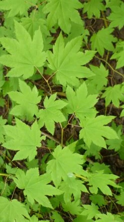 Vine Maple | Mini-Grow Kit -Evergreen Plants Shop vine maple leaves