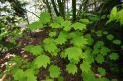 Vine Maple | Mini-Grow Kit -Evergreen Plants Shop vine maple leaves II