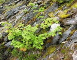 Vine Maple | Mini-Grow Kit -Evergreen Plants Shop vine maple rocks