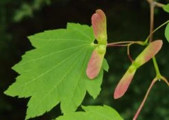Vine Maple | Mini-Grow Kit -Evergreen Plants Shop vine maple seeds