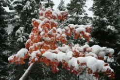 Vine Maple | Mini-Grow Kit -Evergreen Plants Shop vine maple snow