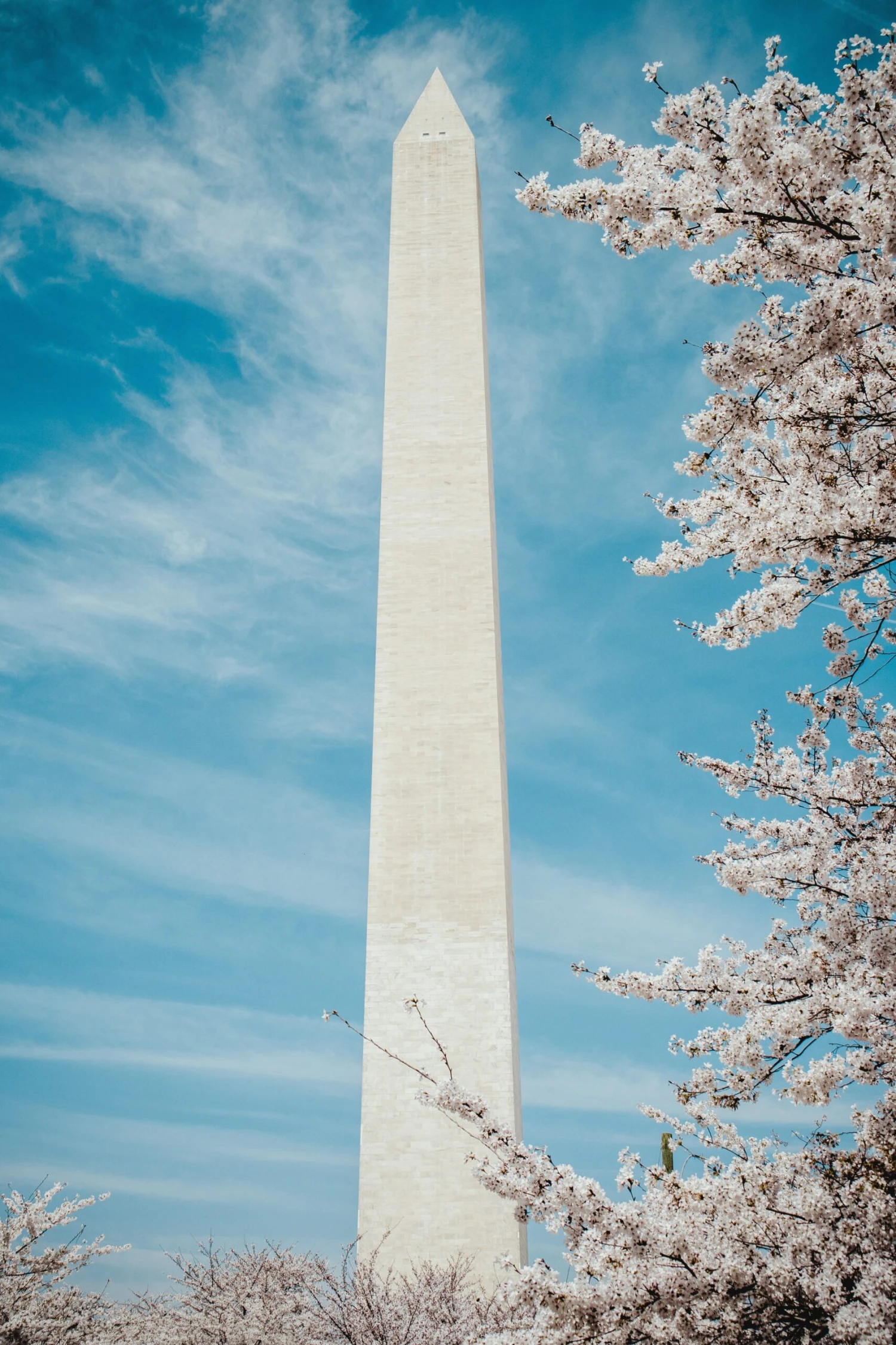 Washington D.C. Cherry | Seed Grow Kit 2 Washington D.C. Cherry | Seed Grow Kit - Image 2