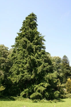 Western Hemlock | Mini-Grow Kit 10 Western Hemlock | Mini-Grow Kit -Evergreen Plants Shop western hemlock big 2dc71675 133f 456b 9b7c eaba2783c0b4