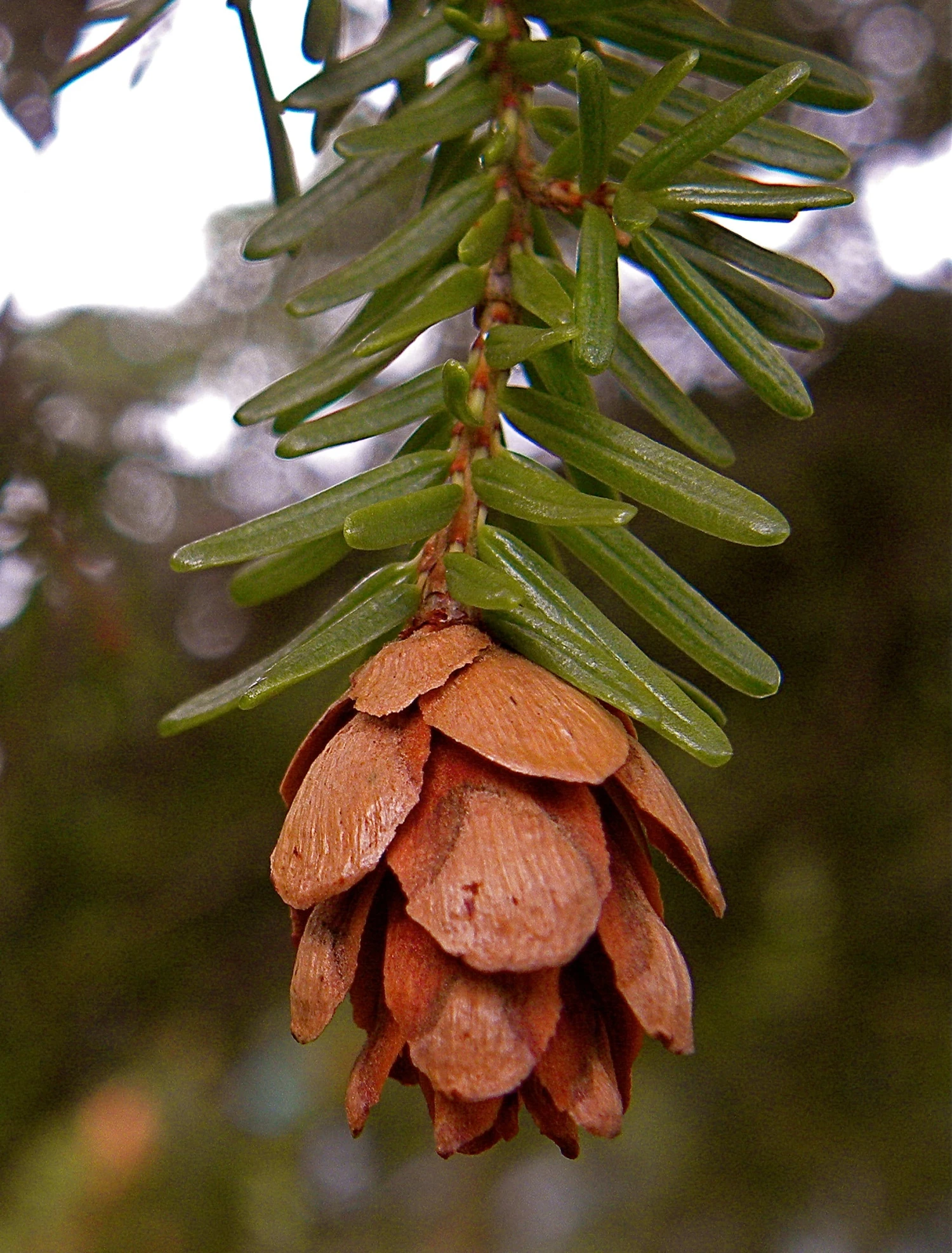 Western Hemlock | Mini-Grow Kit 3 Western Hemlock | Mini-Grow Kit - Image 3