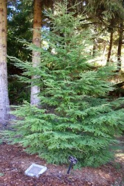 Western Hemlock | Mini-Grow Kit 12 Western Hemlock | Mini-Grow Kit -Evergreen Plants Shop western hemlock cultivated d290d307 9194 4bfd b6cb 28653aba62c9