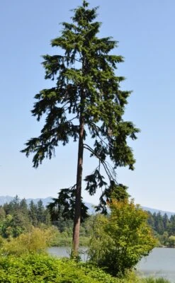 Western Hemlock | Mini-Grow Kit 11 Western Hemlock | Mini-Grow Kit -Evergreen Plants Shop western hemlock lone c619c467 7fde 4fb2 a709 70077aa0843b