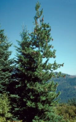 Western White Pine | Small Tree Seedling 17 Western White Pine | Small Tree Seedling -Evergreen Plants Shop western white pine banana 4808642e 6472 48a1 89c2 065a5ec84c24