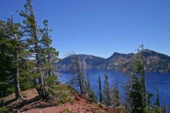 Western White Pine | Small Tree Seedling 16 Western White Pine | Small Tree Seedling -Evergreen Plants Shop western white pine crater lake 549403dc 1238 4313 a321 e33b252eac30