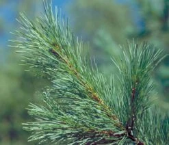Western White Pine | Small Tree Seedling 13 Western White Pine | Small Tree Seedling -Evergreen Plants Shop western white pine needles f62e280f 3d53 4593 9baf addf7866685a