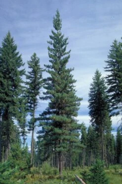 Western White Pine | Small Tree Seedling 14 Western White Pine | Small Tree Seedling -Evergreen Plants Shop western white pine 38958e43 7c3d 4ad9 b027 58e82e71e3e3