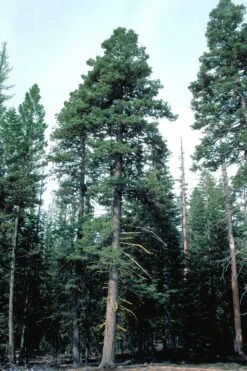 White Fir | Small Tree Seedling -Evergreen Plants Shop white fir big