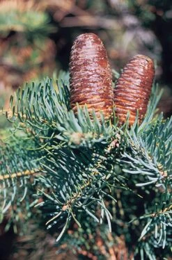 White Fir | Small Tree Seedling -Evergreen Plants Shop white fir cones 2