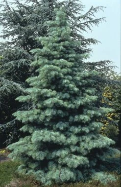 White Fir | Small Tree Seedling -Evergreen Plants Shop white fir form