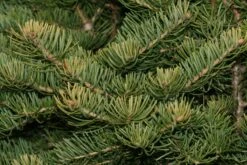 White Fir | Small Tree Seedling -Evergreen Plants Shop white fir needles
