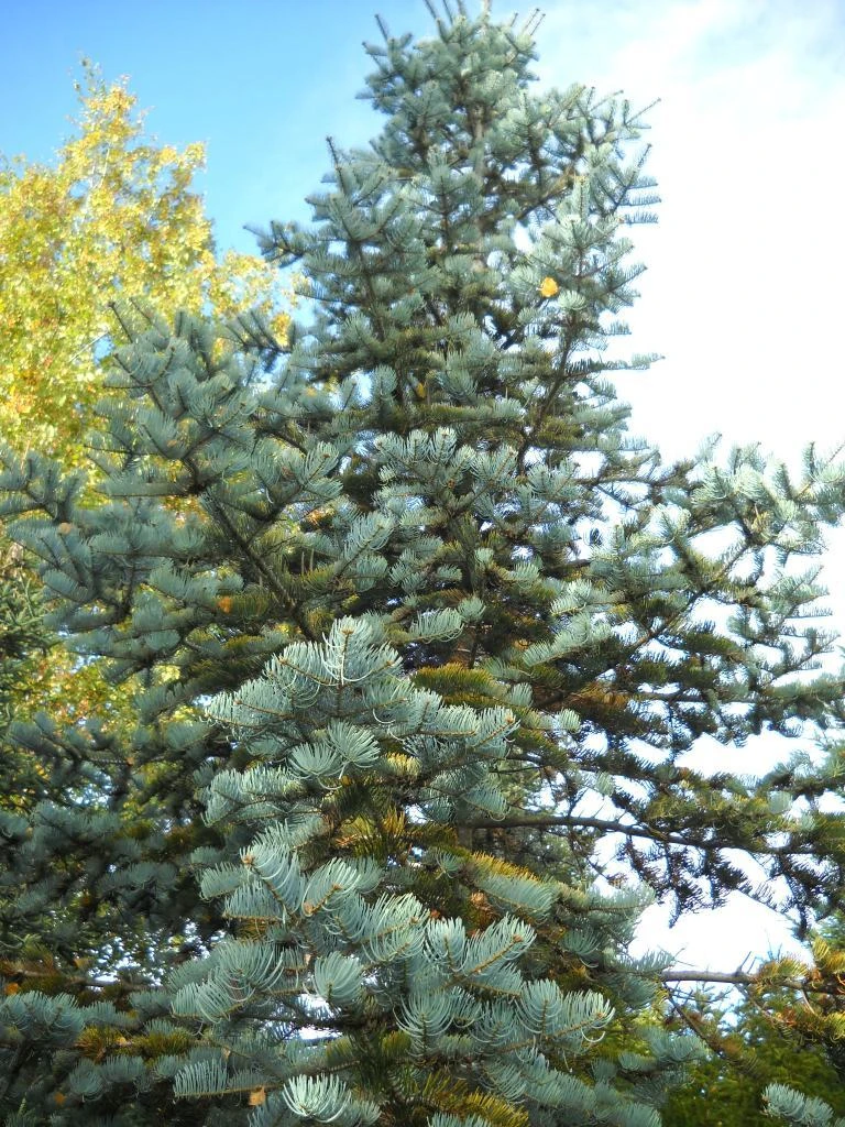 White Fir | Mini-Grow Kit 7 White Fir | Mini-Grow Kit - Image 7