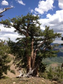Whitebark Pine | Seed Grow Kit -Evergreen Plants Shop whitebark pine gnarled