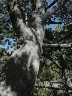 Whitebark Pine | Seed Grow Kit -Evergreen Plants Shop whitebark pine lookup