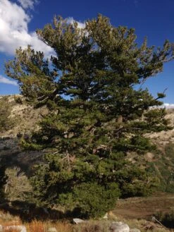 Whitebark Pine | Seed Grow Kit -Evergreen Plants Shop whitebark pine lush