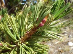 Whitebark Pine | Seed Grow Kit -Evergreen Plants Shop whitebark pine needles