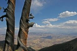 Whitebark Pine | Seed Grow Kit -Evergreen Plants Shop whitebark pine trunks