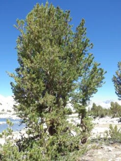 Whitebark Pine | Seed Grow Kit -Evergreen Plants Shop whitebark pine wild