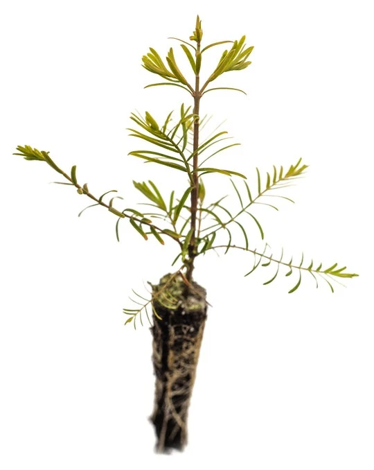 Evergreen Plants Shop -Evergreen Plants Shop Dawn Redwood